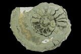 Cut Pyritized Ammonite (Pleuroceras) Fossil Pair - Germany #125374-1